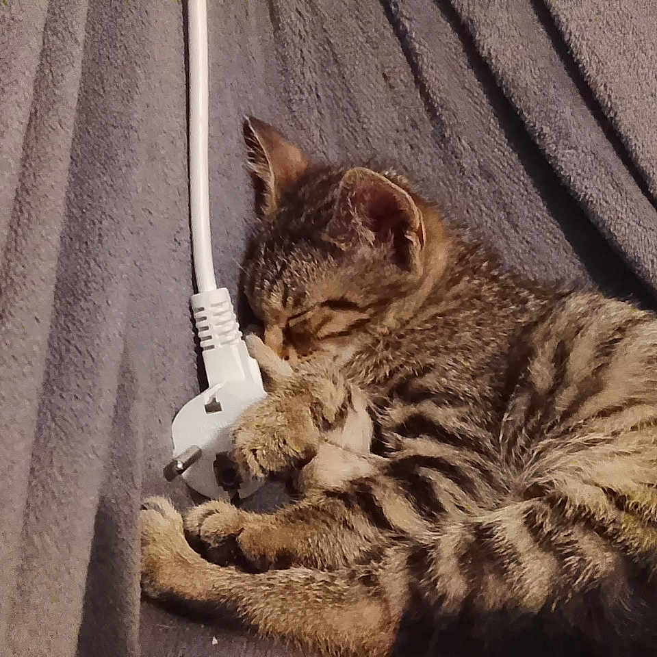 Zazou