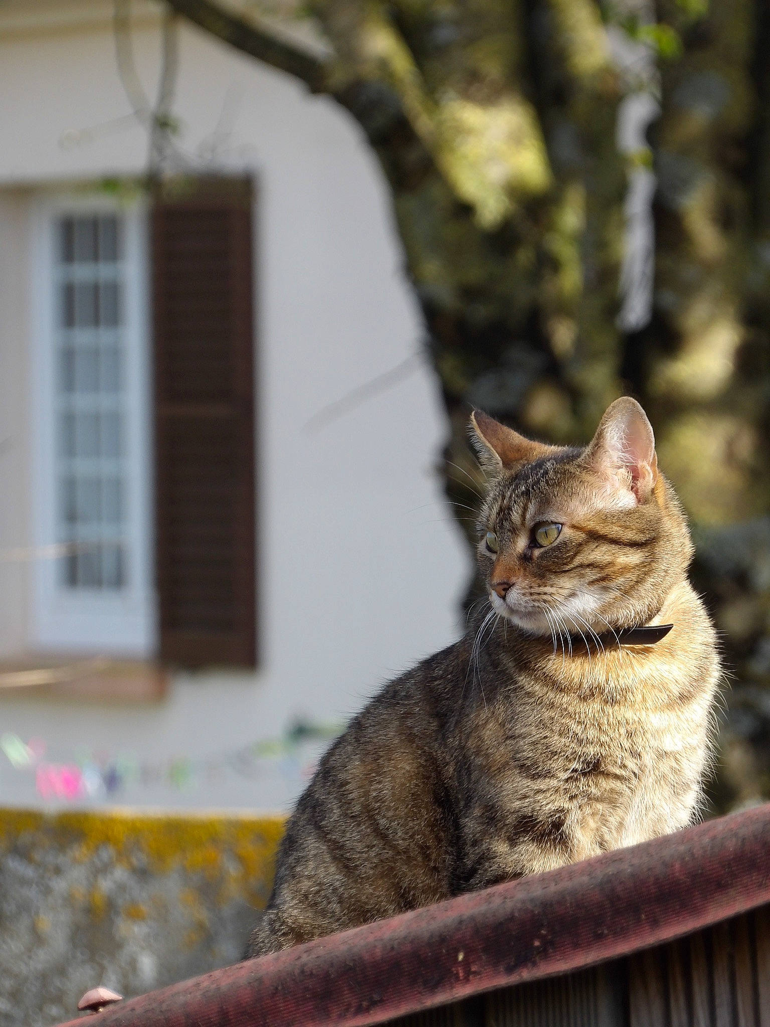 Linka participe au concours pour gagner de l'argent avec cette photo : aegean_cat, asian, carnivore, cat, domestic_short_haired_cat, dragon_li, european_shorthair, eye, felidae, fur, german_rex, ocicat, small_to_medium_sized_cats, tabby_cat, tree, whiskers, wild_cat, window