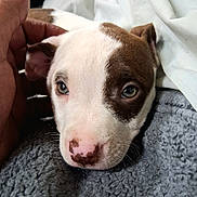 Freya joined the competition — help win amazing prizes! puppy, dog, close_up, brown_patch, pink_nose, blanket, hand, resting, cute, pet, fur, animal, young, indoors, cozy, sleepy, face, ears, whiskers, soft