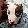puppy, dog, close_up, brown_patch, pink_nose, blanket, hand, resting, cute, pet, fur, animal, young, indoors, cozy, sleepy, face, ears, whiskers, soft