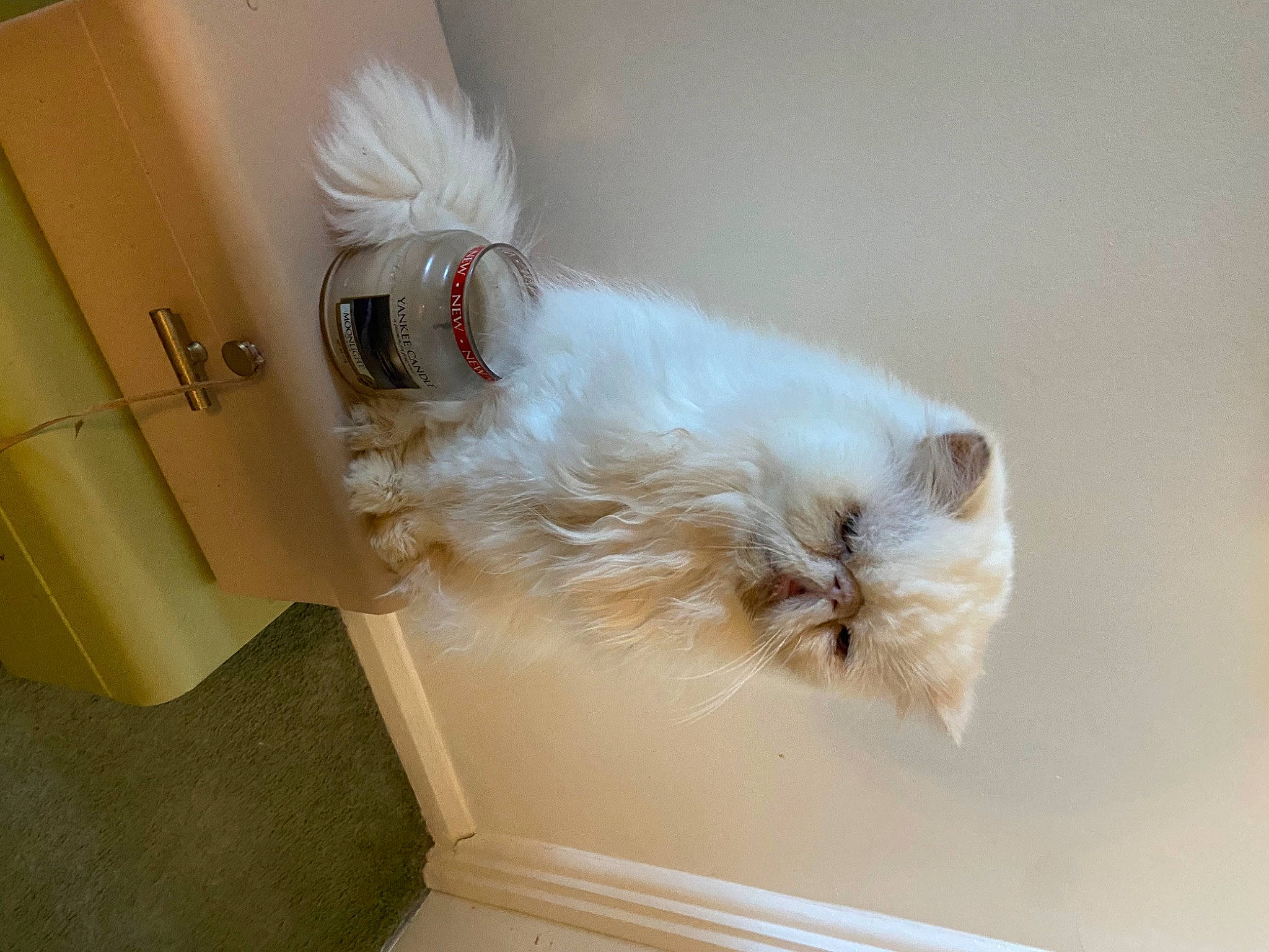 Cracky joined the competition — help win amazing prizes! box, canidae, carnivore, cat, companion_dog, fawn, felidae, flooring, fur, hardwood, household_supply, paper, paper_product, paw, room, small_to_medium_sized_cats, tail, toy_dog, whiskers, wood