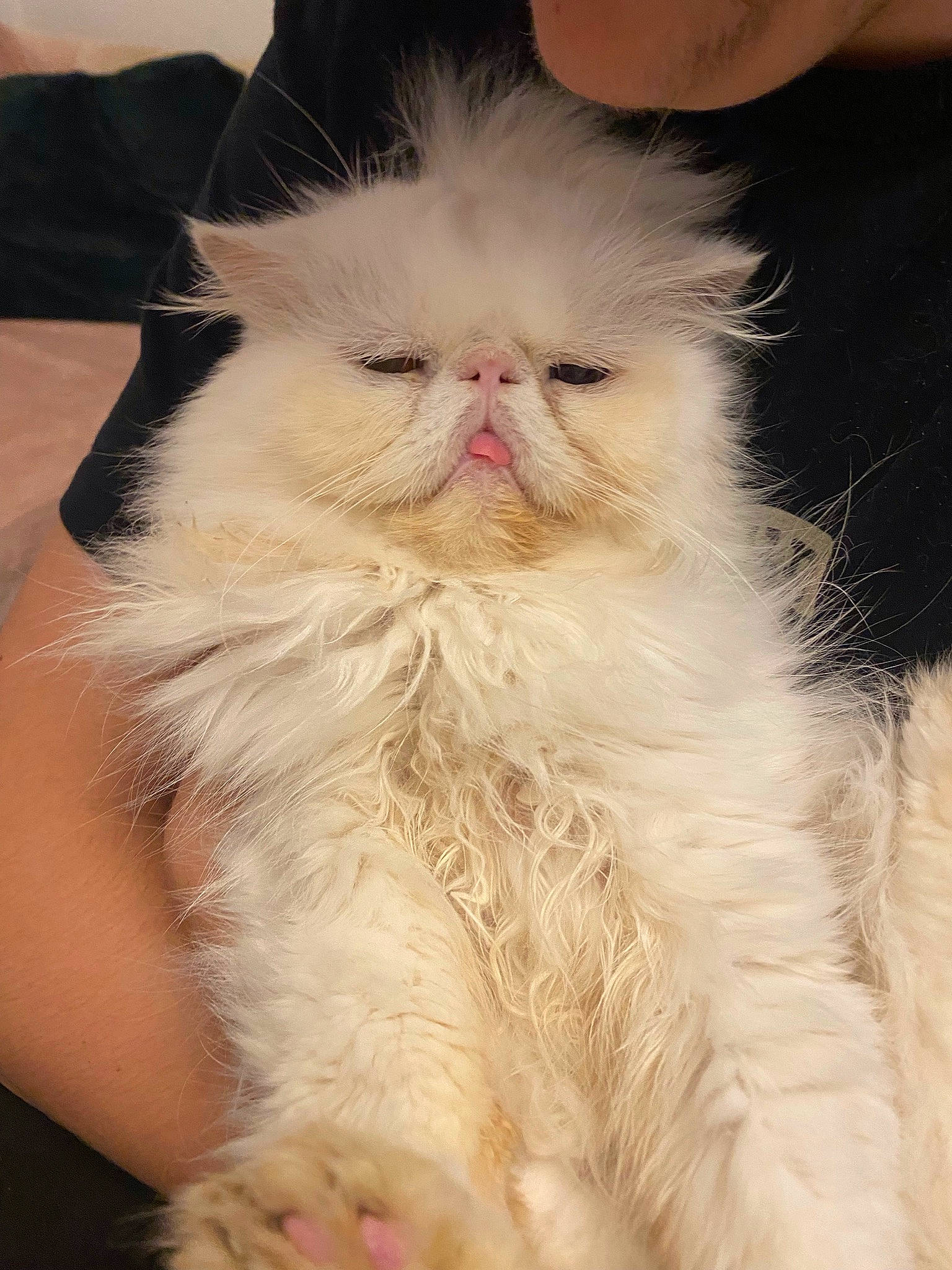 Cracky is registered to the contest to win money with this photo: carnivore, cat, ear, event, fawn, felidae, fur, small_to_medium_sized_cats, snout, tail, terrestrial_animal, whiskers