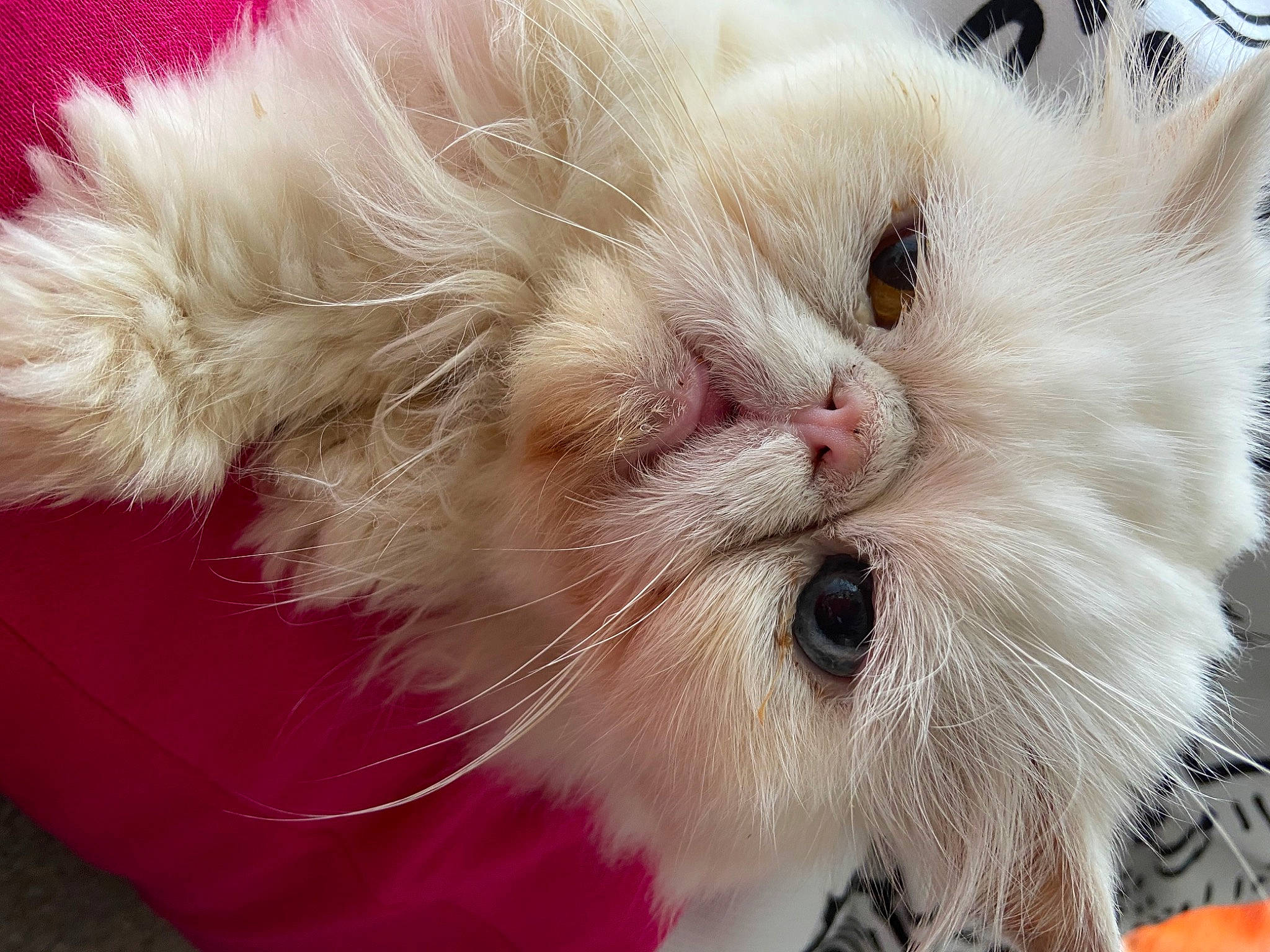 Cracky joined the competition — help win amazing prizes! carnivore, cat, claw, event, fawn, felidae, fur, natural_material, paw, small_to_medium_sized_cats, snout, whiskers