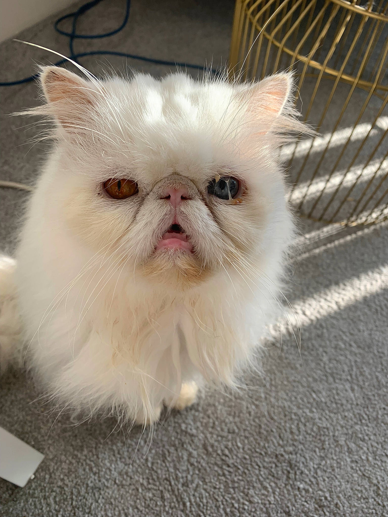 Cracky is registered to the contest to win money with this photo: carnivore, cat, fawn, felidae, fur, iris, mesh, natural_material, paw, small_to_medium_sized_cats, snout, terrestrial_animal, whiskers