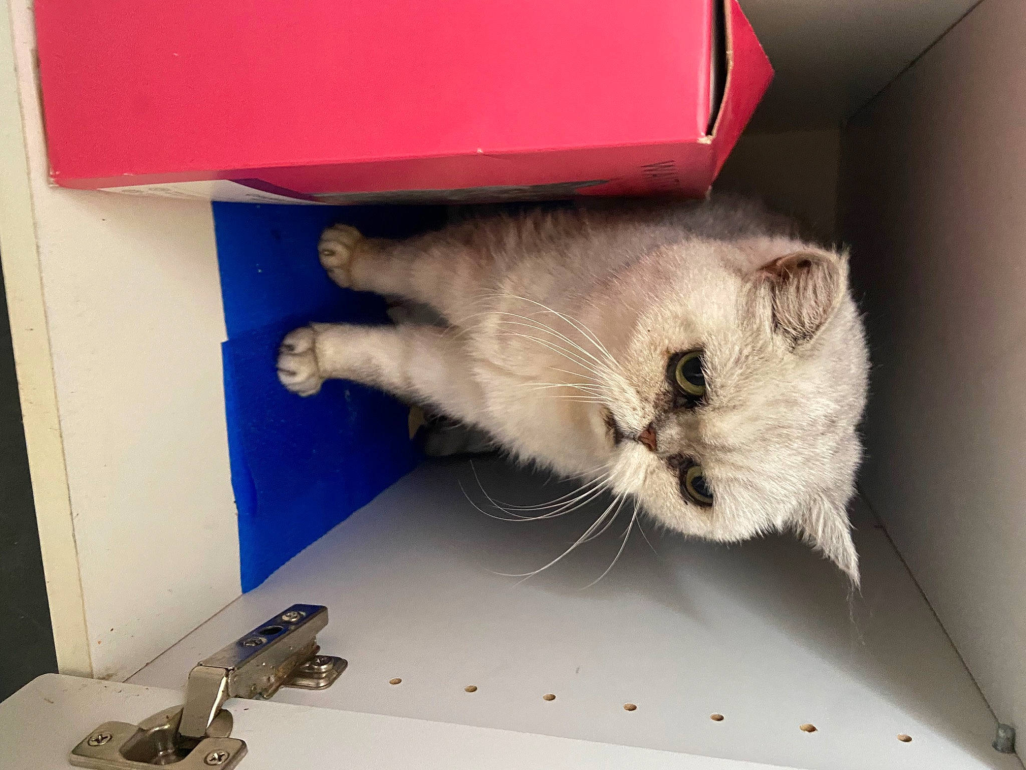 Podgy is registered to the contest to win money with this photo: art, box, cardboard, carnivore, cat, claw, domestic_short_haired_cat, felidae, flooring, fur, input_device, paw, room, small_to_medium_sized_cats, tail, whiskers
