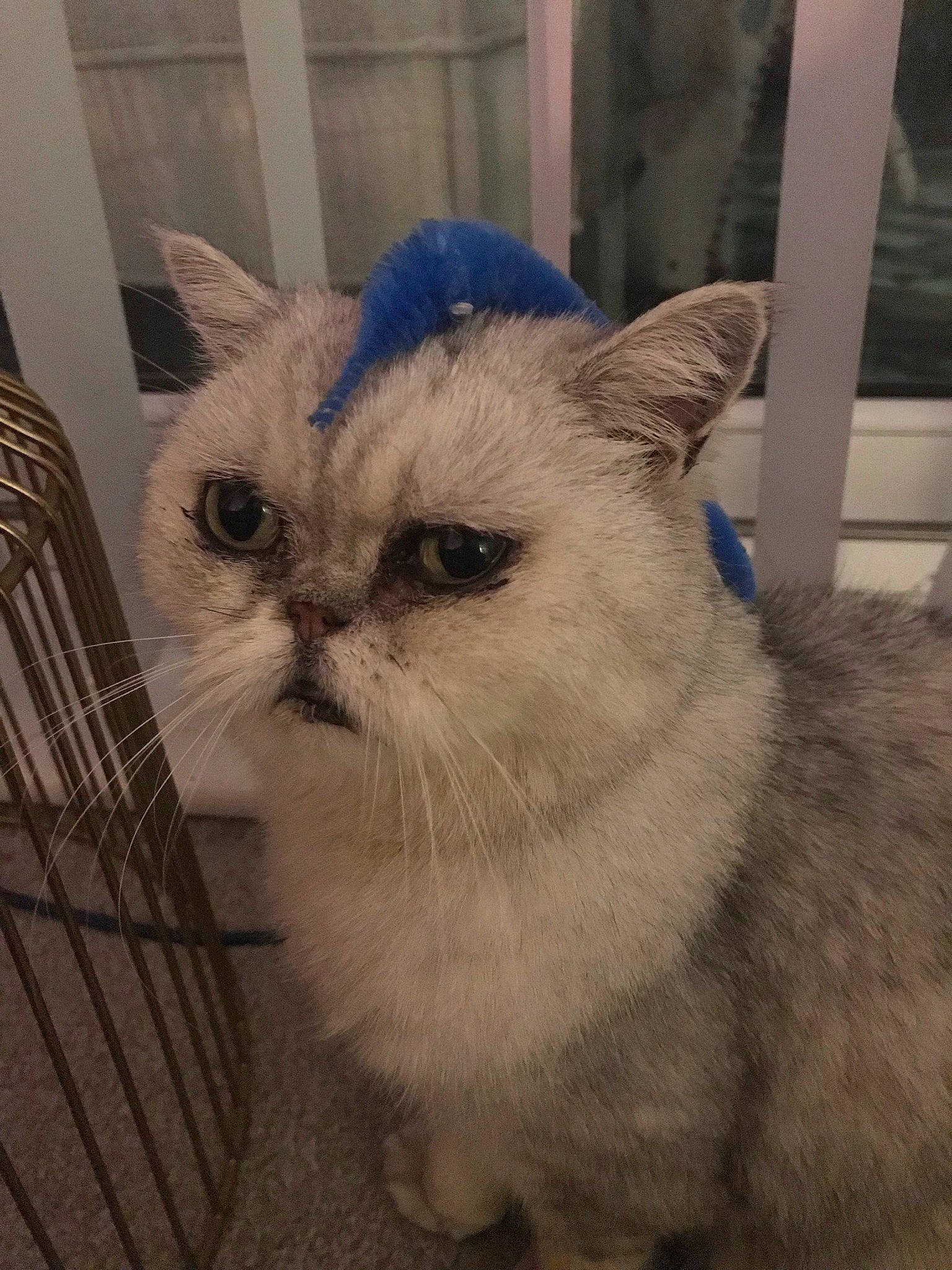 Podgy joined the competition — help win amazing prizes! animal_shelter, carnivore, cat, domestic_short_haired_cat, fawn, felidae, fur, small_to_medium_sized_cats, snout, terrestrial_animal, whiskers