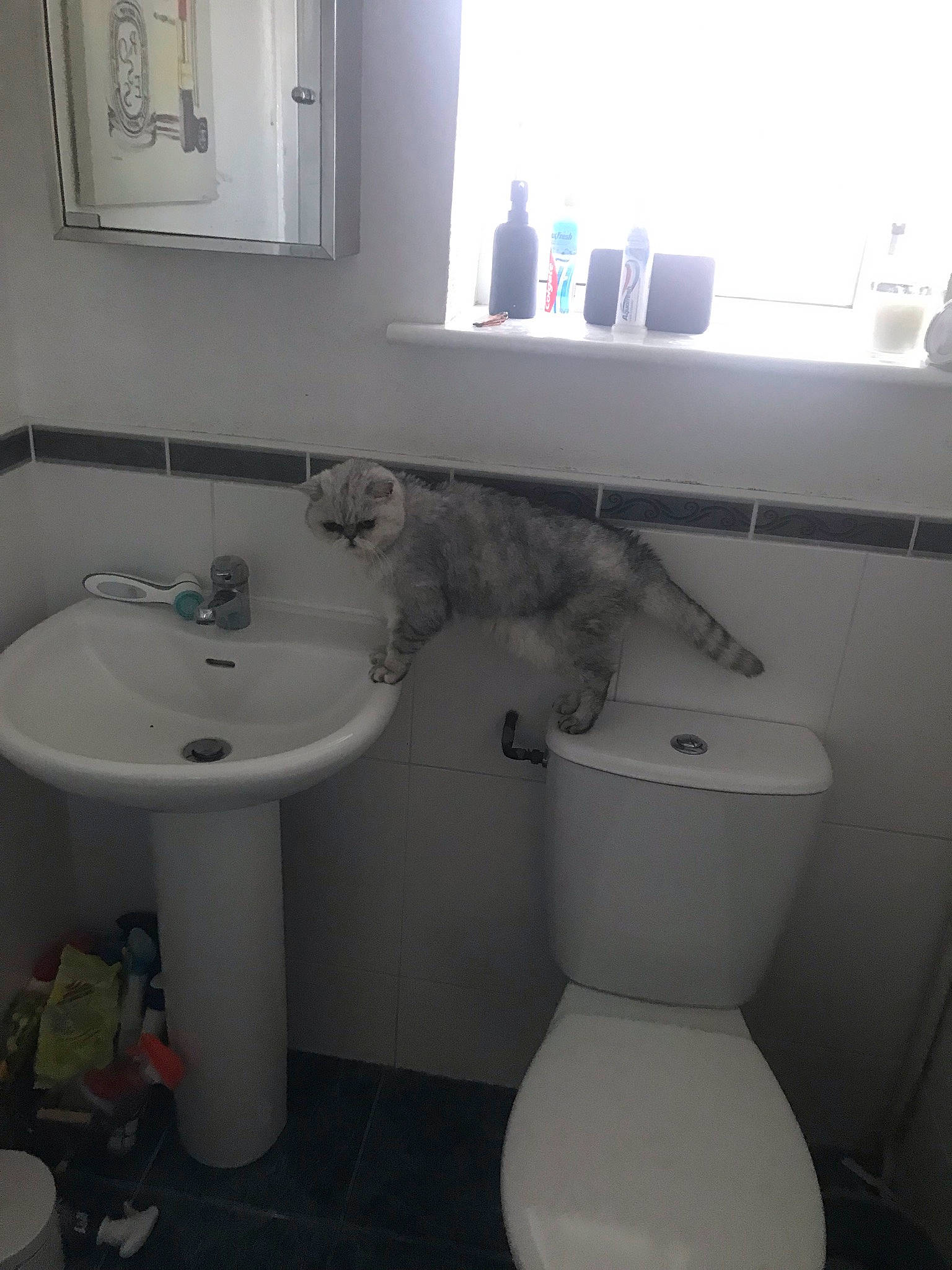 Podgy is registered to the contest to win money with this photo: bathroom, bathroom_sink, black, blue, composite_material, floor, fluid, interior_design, line, mirror, plant, plumbing, plumbing_fixture, purple, sink, tap, toilet, toilet_seat, wall, white