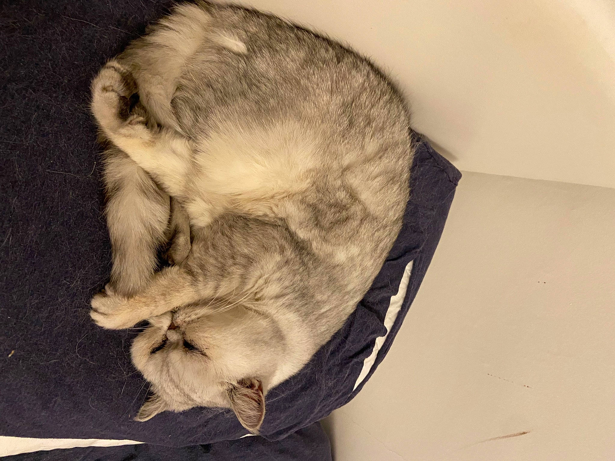 Podgy joined the competition — help win amazing prizes! art, canidae, carnivore, cat, comfort, dog_breed, ear, fawn, felidae, fur, gesture, grey, nap, small_to_medium_sized_cats, snout, sporting_group, tail, whiskers, wood, wrinkle