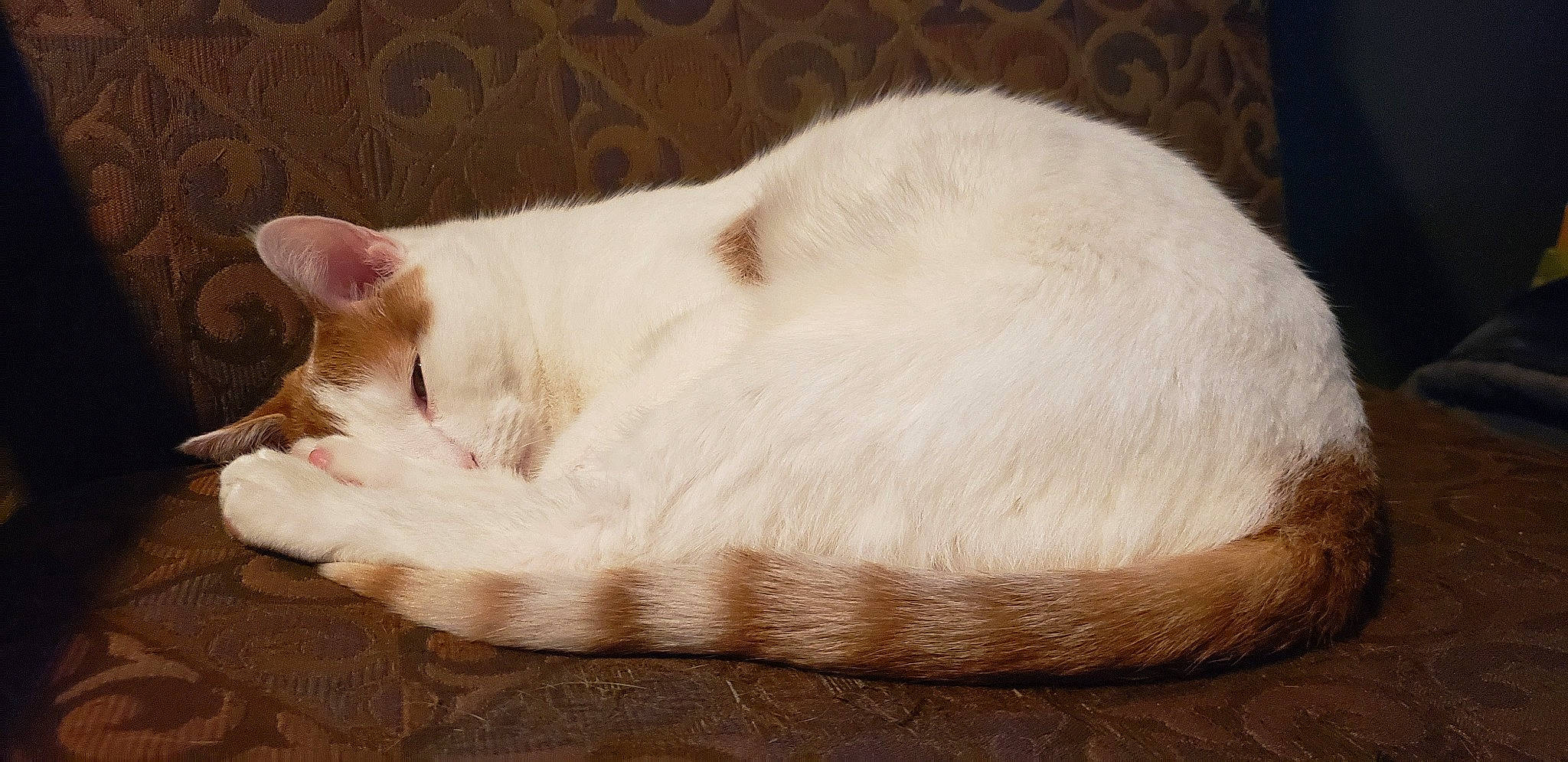 Archie is registered to the contest to win money with this photo: balinese, carnivore, cat, cat_bed, cat_supply, comfort, domestic_short_haired_cat, fawn, felidae, fur, nap, paw, sleep, small_to_medium_sized_cats, snout, tail, terrestrial_animal, whiskers