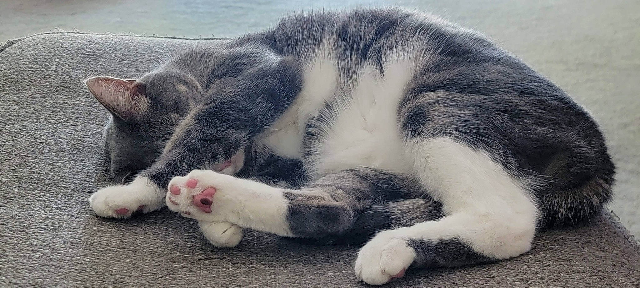 Scraggy joined the competition — help win amazing prizes! carnivore, cat, claw, comfort, domestic_short_haired_cat, felidae, foot, fur, nap, paw, sleep, small_to_medium_sized_cats, snout, tail, terrestrial_animal, whiskers