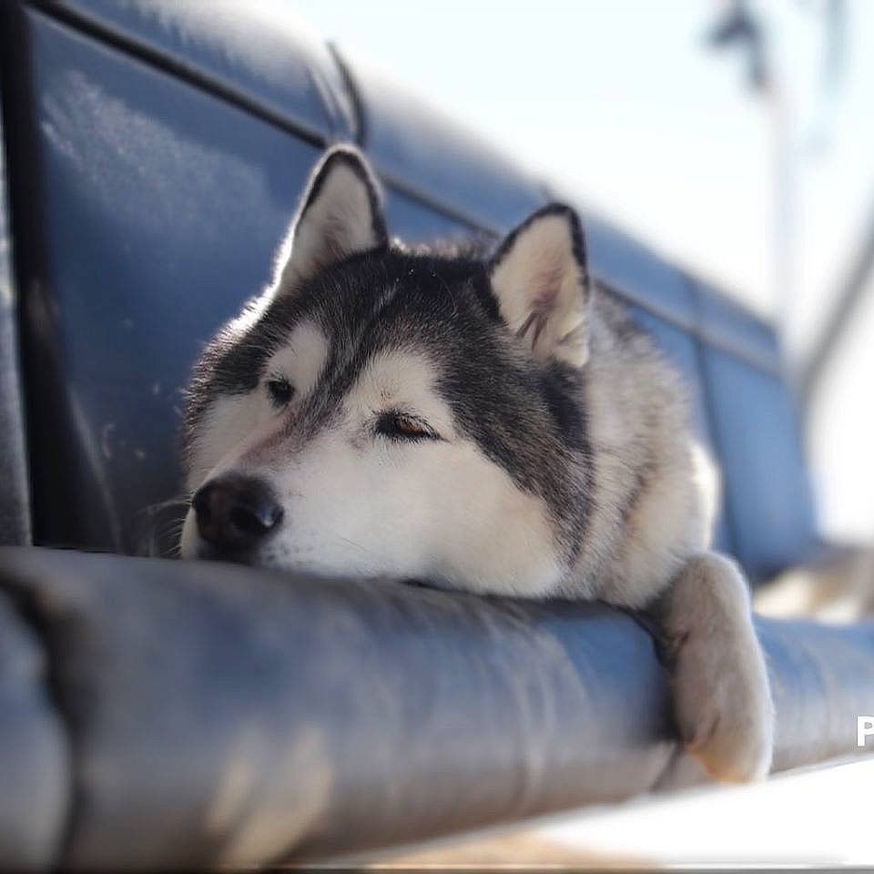 Jay a rejoint le concours — aidez-le/la à gagner de superbes lots ! automotive_design, automotive_tire, automotive_wheel_system, canidae, carnivore, companion_dog, dog, dog_breed, electric_blue, eye, fur, grey, recreation, rim, sled_dog, snout, spoke, terrestrial_animal, tire, whiskers