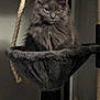 cat, gray_cat, fluffy_cat, cat_tree, hammock, rope, pet, indoor, feline, perch, animal, cute, cozy, fur, looking, mysterious, small_pet, dim_light, home, curious