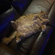 Raven joined the competition — help win amazing prizes! cat, fluffy, orange_cat, pet, indoor, couch, leather, relaxed, lying_down, feline, fur, whiskers, paw, tail, home, cozy, resting, cute, animal, domestic_cat