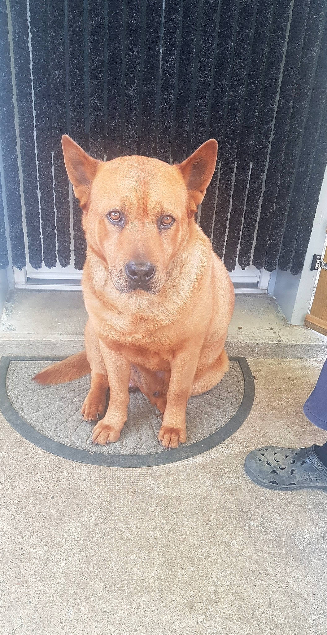 Balto a rejoint le concours — aidez-le/la à gagner de superbes lots ! ancient_dog_breeds, canidae, carnivore, companion_dog, dog, dog_breed, fawn, flooring, fur, road_surface, sandal, snout, sporting_group, tail, terrestrial_animal, toy_dog, whiskers, window, wood, working_animal