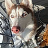 Arayah joined the competition — help win amazing prizes! dog, husky, blue_eyes, pink_nose, snow, outdoor, sunlight, wooden_porch, pet, canine, animal, close_up, curious, ears, fur, daylight, shadow, leash, metal_rail, winter
