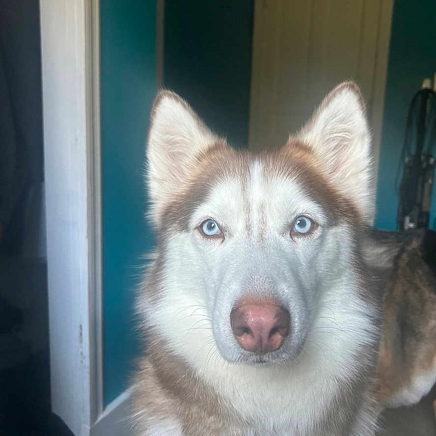 Arayah is registered to the contest to win money with this photo: dog, husky, blue_eyes, pet, indoor, fur, animal, canine, portrait, looking_at_camera, ears, collar, house, door, wall, teal, domestic, cute, alert, face