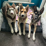 Arayah joined the competition — help win amazing prizes! dog, pets, animal, indoor, bed, window, carpet, blue_wall, collar, fur, ears, looking_at_camera, three_animals, resting, canine, domestic_animal, floor, natural_light, pink_blanket, curious