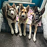 dog, pets, animal, indoor, bed, window, carpet, blue_wall, collar, fur, ears, looking_at_camera, three_animals, resting, canine, domestic_animal, floor, natural_light, pink_blanket, curious