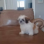 Sophia joined the competition — help win amazing prizes! brown, ceiling_fan, couch, cozy, cute, dog, doorway, fluffy, furniture, home, indoor, leather, living_room, pet, puppy, sitting, small_dog, wall_art, white, window