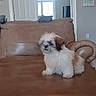 brown, ceiling_fan, couch, cozy, cute, dog, doorway, fluffy, furniture, home, indoor, leather, living_room, pet, puppy, sitting, small_dog, wall_art, white, window