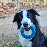 Urus a rejoint le concours — aidez-le/la à gagner de superbes lots ! animal, background, black_and_white, blue_toy, border_collie, cable, daylight, dog, ears, eyes, fur, grass, mouth, nose, outdoor, pet, playful, sitting, stone_wall, toy
