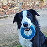 dog, border_collie, toy, blue_toy, grass, stone_wall, outdoor, pet, animal, playful, black_and_white, fur, ears, mouth, nose, eyes, sitting, daylight, background, cable