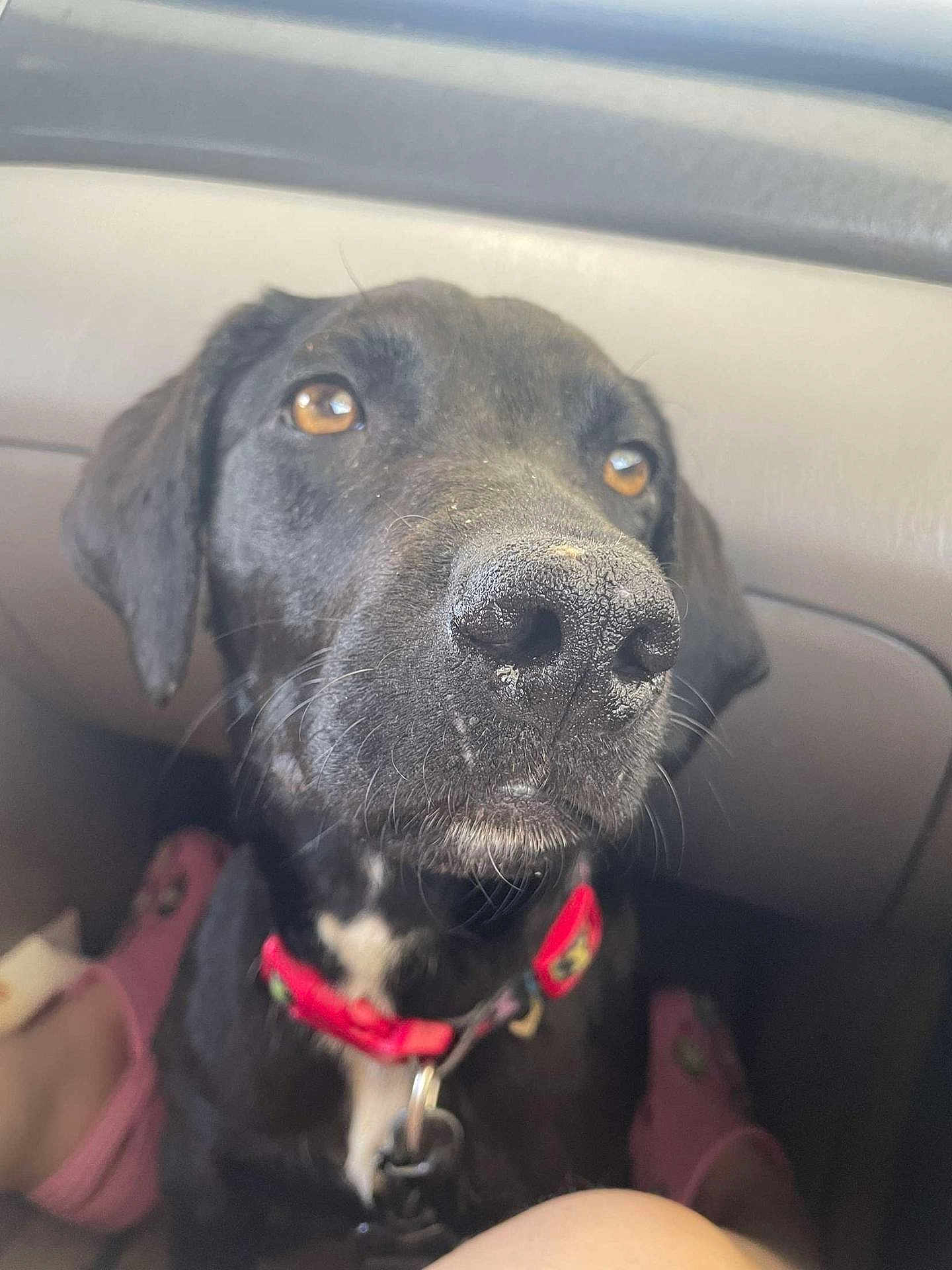 Negan joined the competition — help win amazing prizes! dog, black_dog, close_up, pet, collar, car_interior, animal, nose, face, ears, whiskers, amber_eyes, sitting, indoor, canine, domestic_animal, furry, companion, cute, pink_slippers