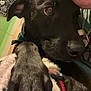 Negan joined the competition — help win amazing prizes! dog, black_dog, paw, person, face, blanket, indoor, selfie, close_up, wall_decor, chalkboard, writing, doodles, collar, nose, ear, fur, hand, cozy, kiss