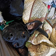Negan is registered to the contest to win money with this photo: dog, black_dog, pet, quilt, blanket, lying_down, ear, curious, indoor, cozy, closeup, animal, collar, fabric, texture, resting, home, cute, fur, snout