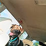 Negan joined the competition — help win amazing prizes! dog, black_dog, pet, car_interior, seat, window, sunlight, tongue_out, collar, happy, animal, canine, vehicle, daylight, leash, tree, backseat, headrest, smiling, domestic_animal