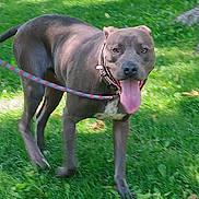 Tank joined the competition — help win amazing prizes! dog, canine, pet, leash, collar, grass, outdoor, animal, tongue_out, panting, happy, summer, nature, walking, mammal, friendly, playful, daylight, greenery, park