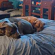 Sarah And Tank is registered to the contest to win money with this photo: bed, blanket, canine, collar, comfort, companion, cozy, dog, domestic, furniture, indoor, living_room, pet, quiet, relaxation, resting, sleep, sleeping, two_dogs, wooden_cabinet