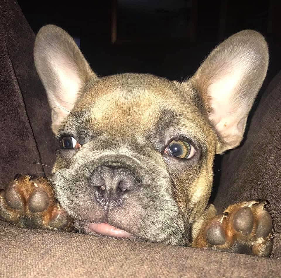 Betsy is registered to the contest to win money with this photo: bulldog, canidae, carnivore, close_up, comfort, companion_dog, dog, dog_breed, ear, fawn, fur, grass, human_body, liver, snout, sporting_group, terrestrial_animal, toy_dog, whiskers, wrinkle