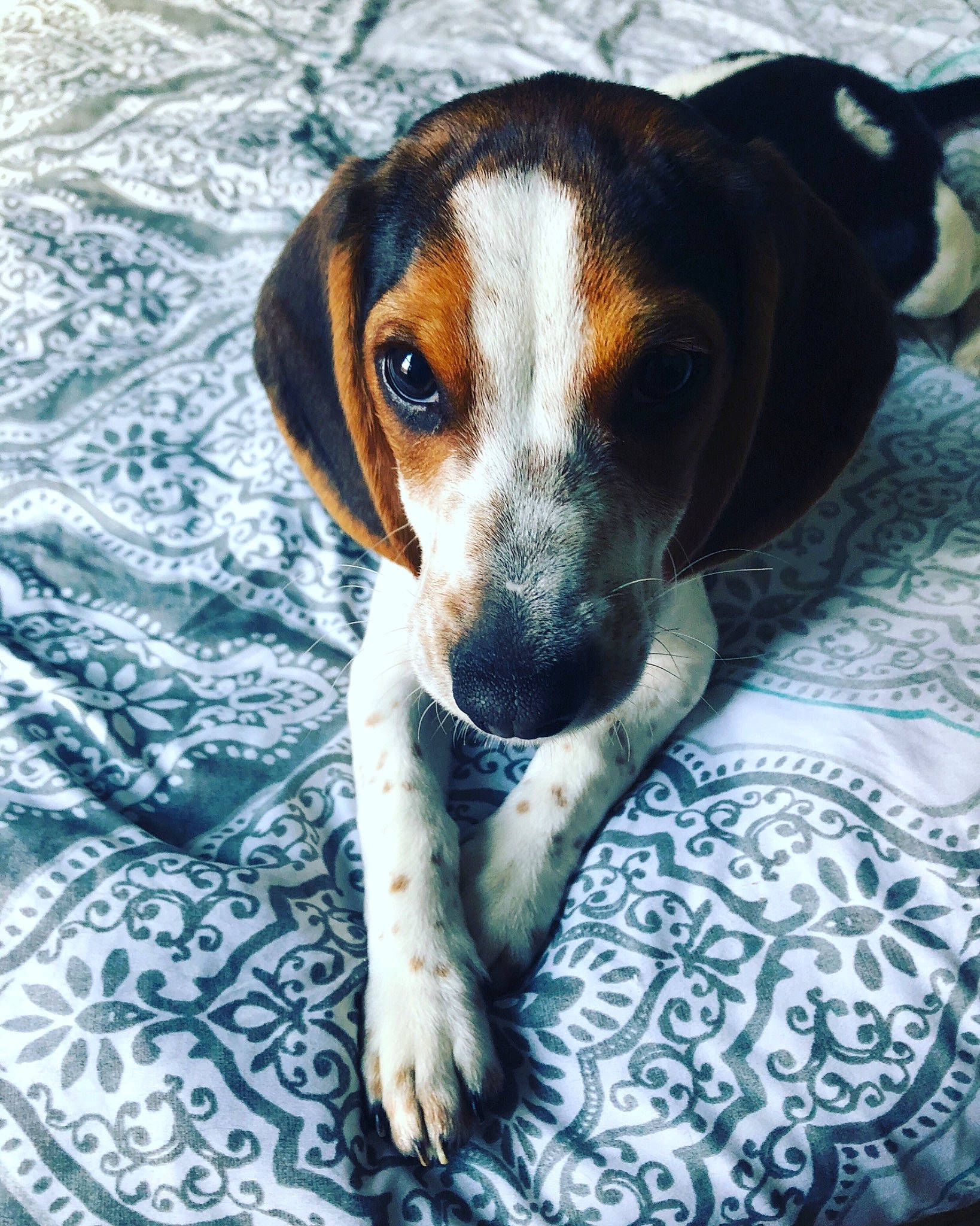 Hachi is registered to the contest to win money with this photo: american_foxhound, beagle, beaglier, canidae, carnivore, companion_dog, coonhound, dog, dog_breed, english_coonhound, estonian_hound, finnish_hound, hamiltonstovare, harrier, mammal, person, pocket_beagle, serbian_tricolour_hound, snout, treeing_walker_coonhound