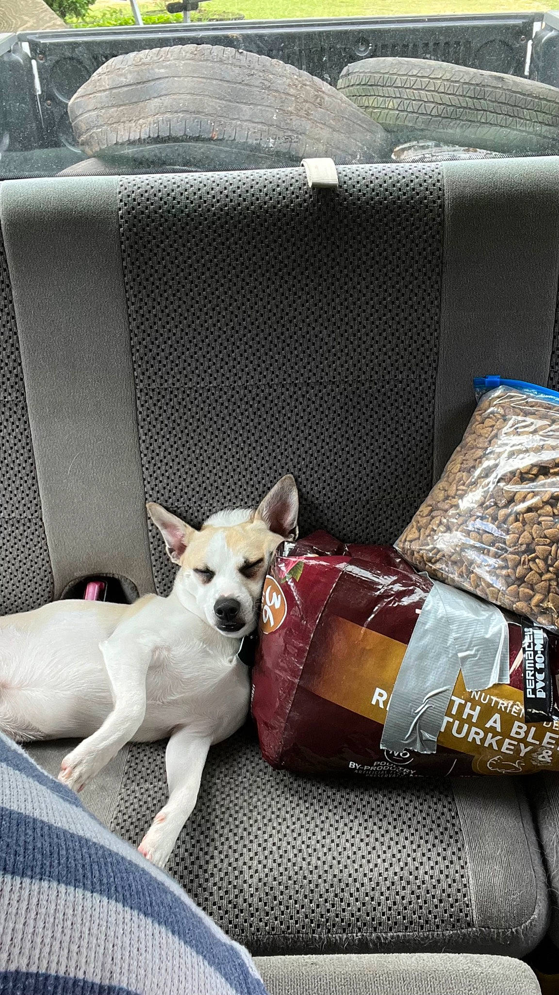 Ace joined the competition — help win amazing prizes! bag, baggage, bedding, carnivore, collar, comfort, companion_dog, couch, dog, dog_breed, dog_collar, dog_supply, fawn, linens, luggage_and_bags, pattern, pillow, throw_pillow, toy_dog, working_animal