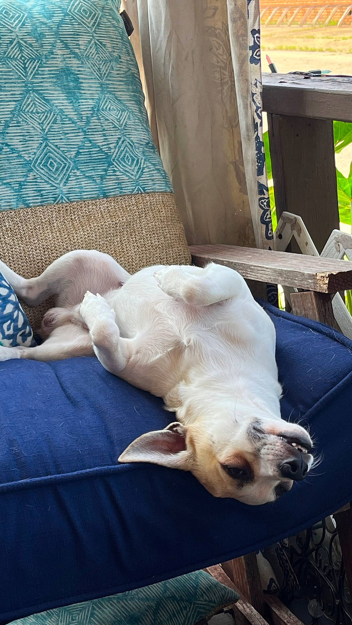 Ace is registered to the contest to win money with this photo: carnivore, cat, comfort, companion_dog, dog, dog_breed, duvet, fawn, felidae, fur, linens, mammal, nap, paw, small_to_medium_sized_cats, sporting_group, tail, vertebrate, whiskers, wood