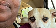 Ace Koger joined the competition — help win amazing prizes! person, dog, glasses, car_interior, window, seat, shoulder, purple_shirt, closeup, pet, companion, affection, calm, indoor, resting, brown_eyes, light, seatbelt, casual, friendship