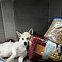 Ace Koger joined the competition — help win amazing prizes! dog, sleeping, car_seat, dog_food, bag, duct_tape, truck_bed, tires, gray, white_dog, resting, pet, vehicle_interior, relaxed, side_view, seatbelt_buckle, outdoor_background, nap, domestic_animal, companion