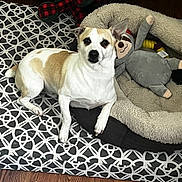 Ace Koger is registered to the contest to win money with this photo: dog, pet, indoor, cushion, dog_bed, plush_toy, floor, wood_floor, brown_and_white_dog, looking_at_camera, relaxed, cozy, home, furniture, animal, domestic_animal, resting, cute, one_ear_up, companion