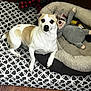 dog, pet, indoor, cushion, dog_bed, plush_toy, floor, wood_floor, brown_and_white_dog, looking_at_camera, relaxed, cozy, home, furniture, animal, domestic_animal, resting, cute, one_ear_up, companion