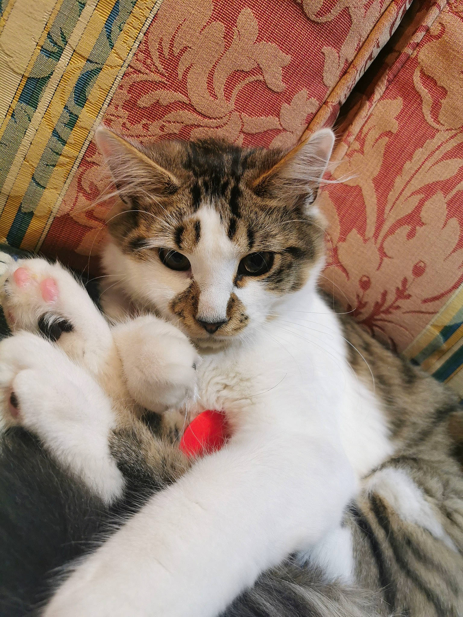 Cider joined the competition — help win amazing prizes! aegean_cat, american_curl, carnivore, cat, domestic_short_haired_cat, european_shorthair, felidae, fur, kitten, mammal, norwegian_forest_cat, paw, polydactyl_cat, small_to_medium_sized_cats, whiskers