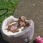 Winnie is registered to the contest to win money with this photo: brown_dog, concrete, cozy, cute, daylight, dog_bed, flowers, fluffy, grass, lying_down, nature, outdoor, pet, pink_toy, playful, puppy, relaxed, small_dog, sunlight, toy