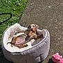 brown_dog, concrete, cozy, cute, daylight, dog_bed, flowers, fluffy, grass, lying_down, nature, outdoor, pet, pink_toy, playful, puppy, relaxed, small_dog, sunlight, toy