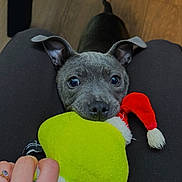 Athéna a rejoint le concours — aidez-le/la à gagner de superbes lots ! animal, black_pants, cute, dog, ears, green, hand, indoor, legs, looking_up, nose, person, pet, playful, plush_toy, puppy, red, small_dog, toy, wooden_floor