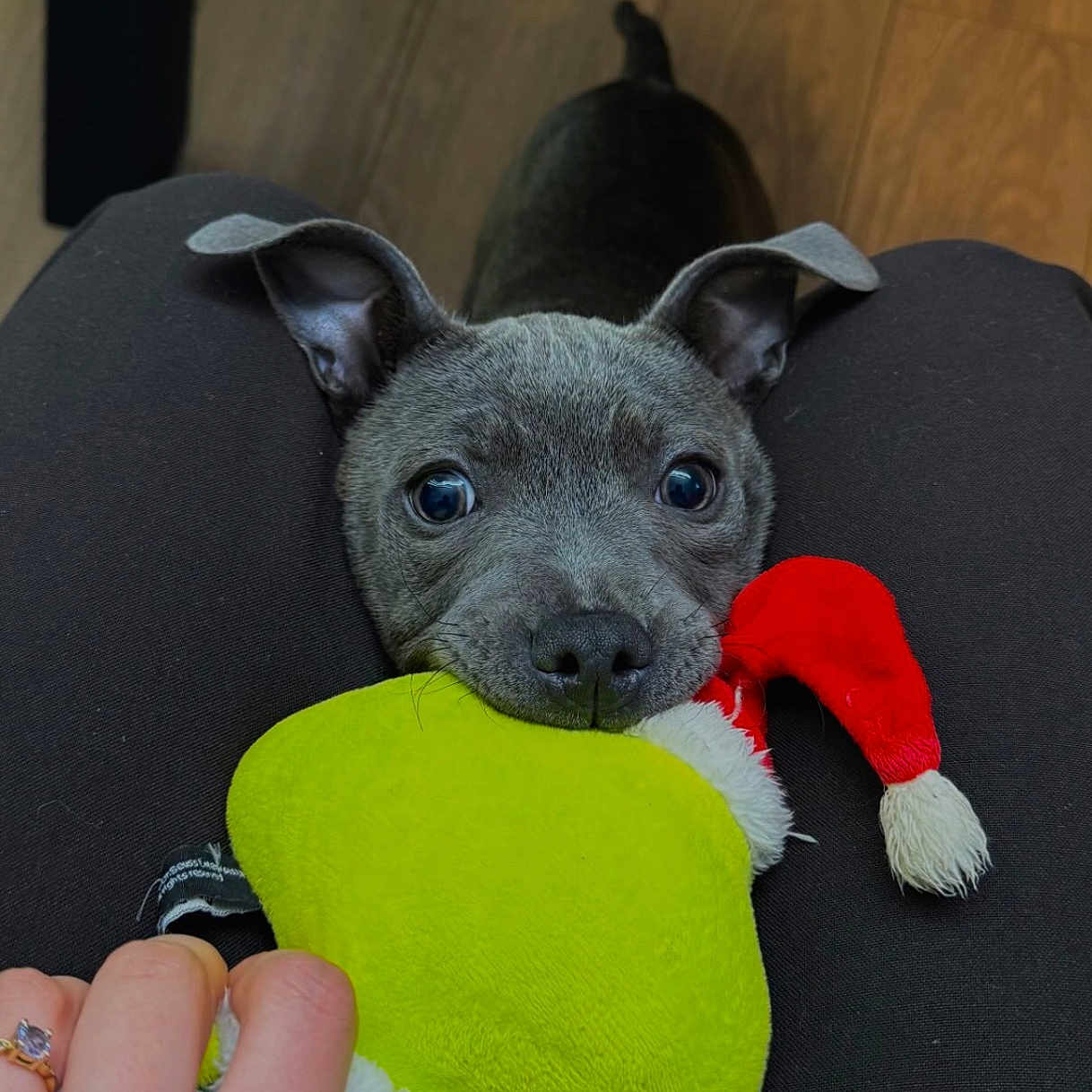 Athéna a rejoint le concours — aidez-le/la à gagner de superbes lots ! animal, black_pants, cute, dog, ears, green, hand, indoor, legs, looking_up, nose, person, pet, playful, plush_toy, puppy, red, small_dog, toy, wooden_floor
