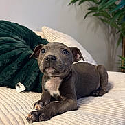 Athéna a rejoint le concours — aidez-le/la à gagner de superbes lots ! puppy, dog, bed, blanket, plant, indoor, pet, cute, animal, fur, whiskers, ears, nose, paws, eyes, texture, cozy, relaxed, background, home
