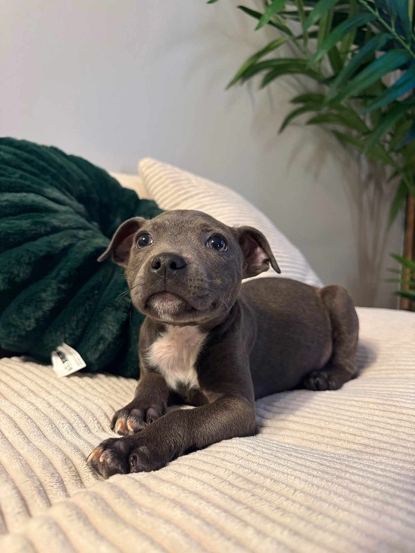 Athéna a rejoint le concours — aidez-le/la à gagner de superbes lots ! puppy, dog, bed, blanket, plant, indoor, pet, cute, animal, fur, whiskers, ears, nose, paws, eyes, texture, cozy, relaxed, background, home