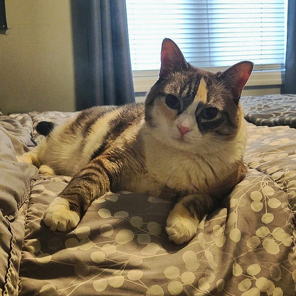 Luna joined the competition — help win amazing prizes! animal, bed, bedroom, blanket, cat, couch, cushion, face, furniture, head, homedecor, indoors, interiordesign, kitten, person, pet, photography, portrait, quilt, room