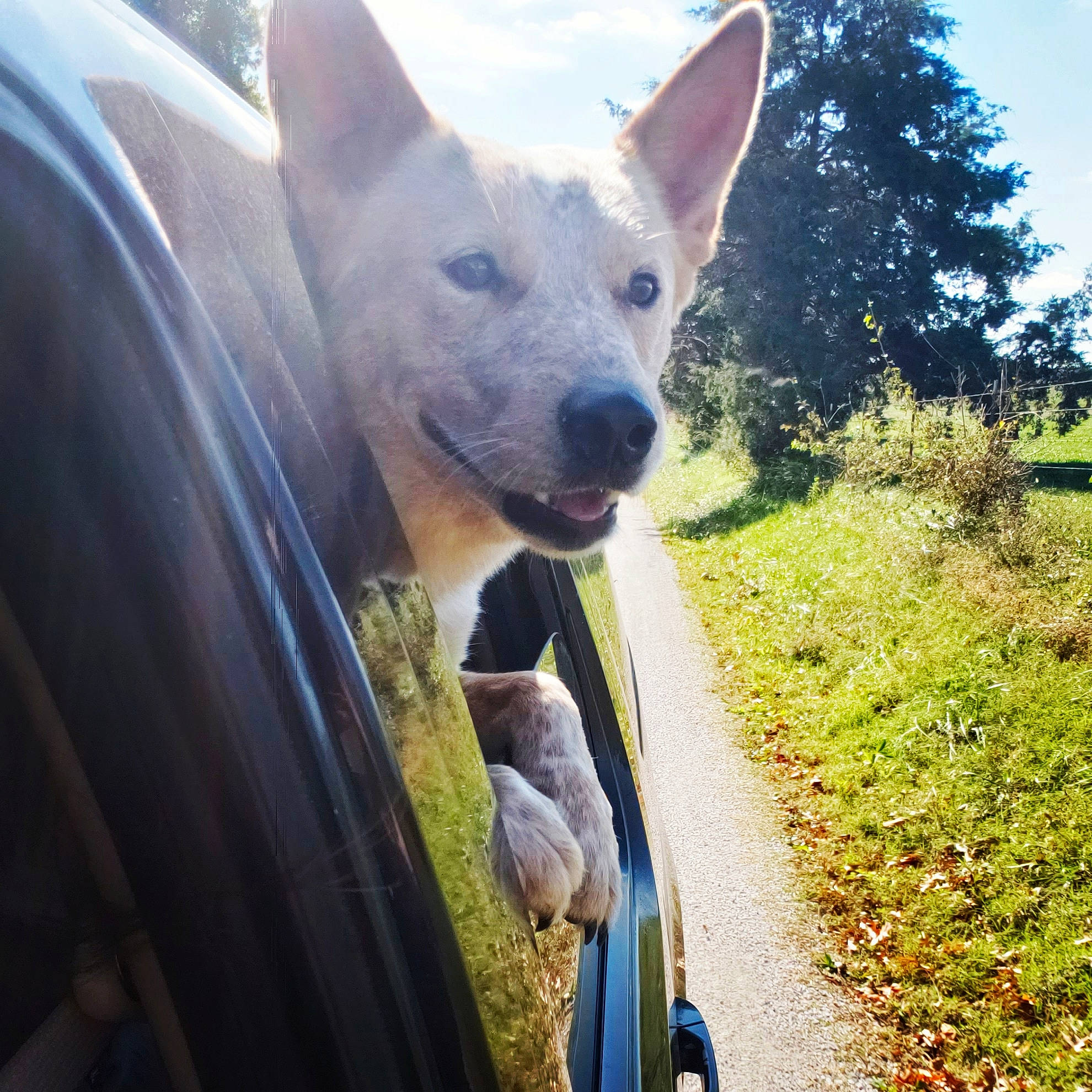 Red joined the competition — help win amazing prizes! automotive_tire, canidae, carnivore, companion_dog, dog, dog_breed, electric_blue, fawn, fender, fur, grass, plant, sky, snout, sporting_group, tail, terrestrial_animal, tree, whiskers, wildlife