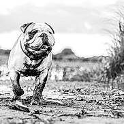 Biggie participe au concours pour gagner de l'argent avec cette photo : dog, bulldog, black_and_white, muddy_path, water, grass, outdoor, animal, pet, nature, landscape, canine, walking, daylight, happy, tongue_out, snout, field, sky, playful
